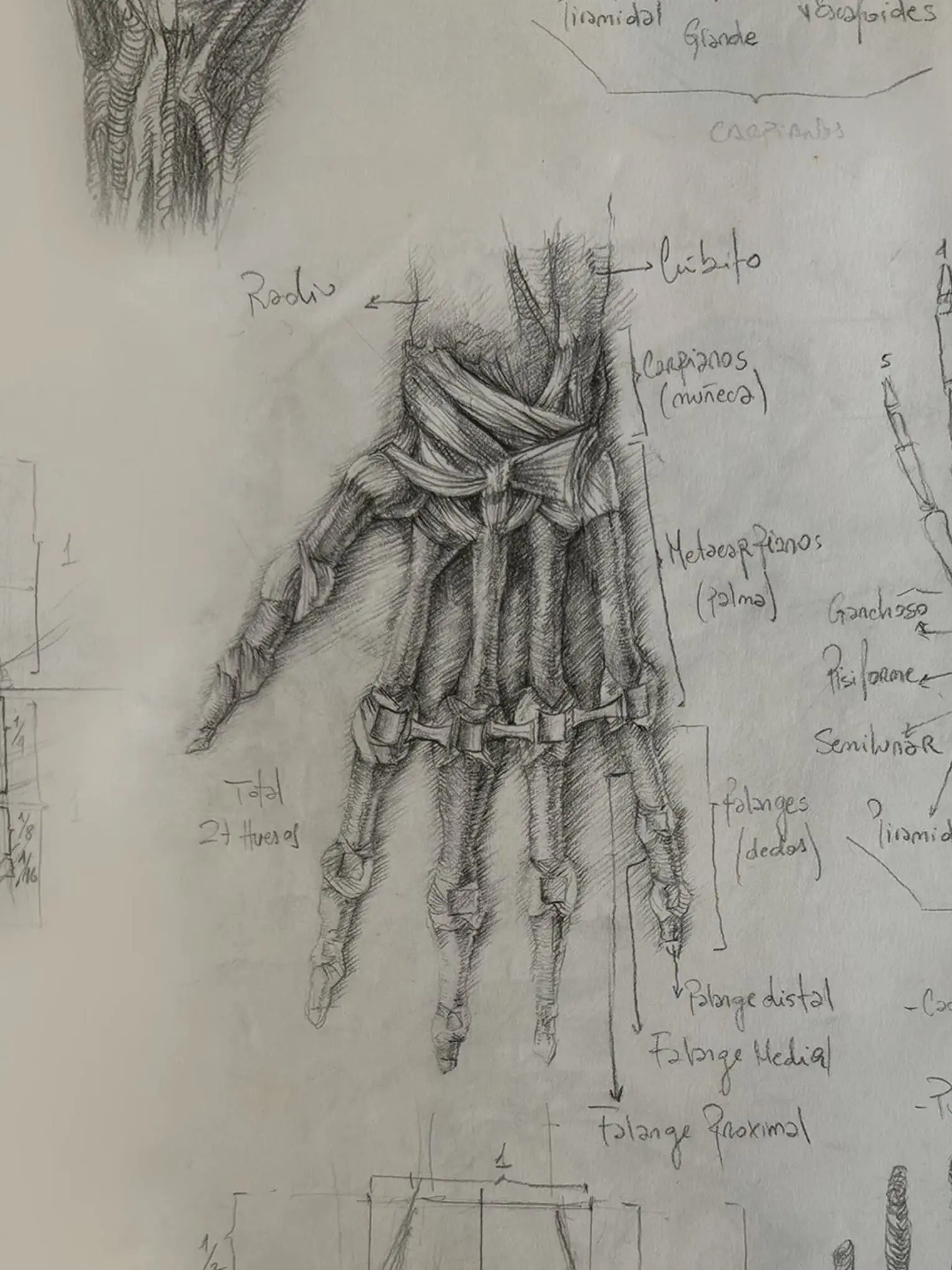 Prelogart Estudio Anatómico de la mano, dibujo de mano, señalando huesos, tendones y músculos