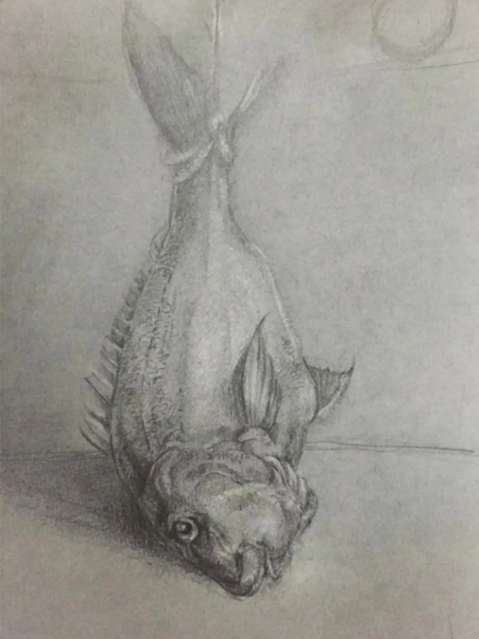 Prelogart dibujo de pescado colgando de una soga a lápiz y grafito. Clases de dibujo y pintura en Uruguay -
